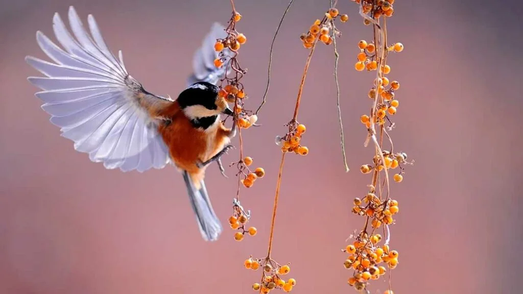 Tatuajes de aves: 🐦 Significado y mejores diseños 4 aves significadodetatuajes.org